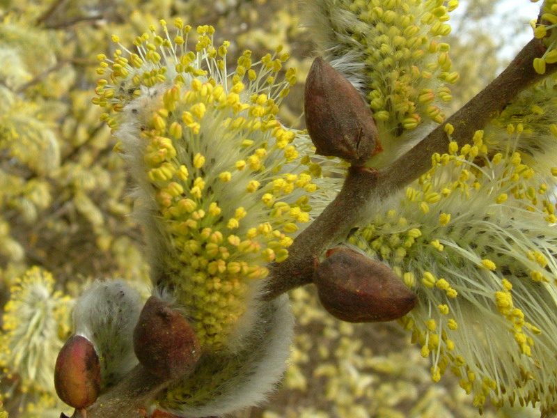 Salix 3